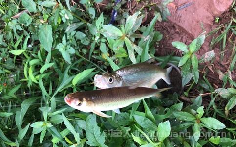 入秋后钓翘嘴怎么钓？钓翘嘴十句口诀有哪些？