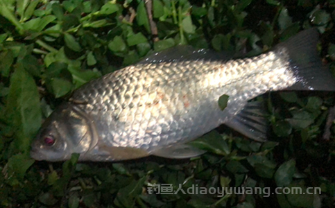 下雨天钓鱼行不行?下雨天钓鱼技巧口诀有哪些？