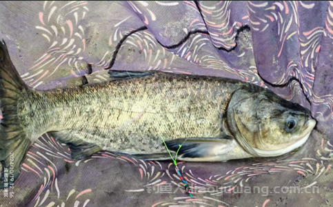 秋天钓鲢鳙什么时间最佳？秋天钓鲢鳙钓多深合适？