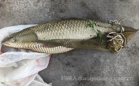 草鱼饵料排行榜第一名是什么？