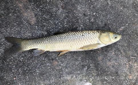 秋天雨后钓鱼怎么钓?掌握技巧能爆护! 秋天雨后钓鱼怎么钓?掌握技巧能爆护!