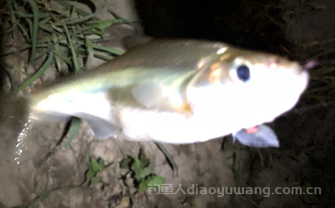 钓鲮鱼几月份开口？土鲮鱼喜欢什么味型饵料？
