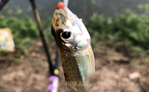常用鱼钩的种类有哪些?鱼钩粗条好还是细条好? 常用鱼钩的种类有哪些?鱼钩粗条好还是细条好?