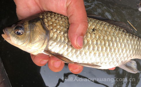 伊豆几号称为万能钩?4号伊豆适合钓多大鱼? 伊豆几号称为万能钩?4号伊豆适合钓多大鱼?
