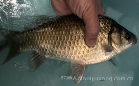 立冬后夜钓口诀是什么?全面解析立冬后夜钓口诀大全 立冬后夜钓口诀是什么?全面解析立冬后夜钓口诀大全