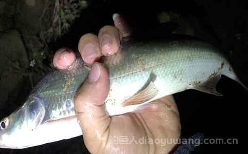 钓麦鲮鱼用什么饵料最好?野钓麦鲮鱼最佳饵料配方 钓麦鲮鱼用什么饵料最好?野钓麦鲮鱼最佳饵料配方