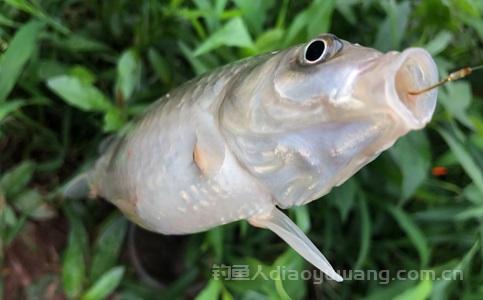 冬季钓鱼用什么漂型好一点?冬季钓鱼漂的选择技巧 冬季钓鱼用什么漂型好一点?冬季钓鱼漂的选择技巧