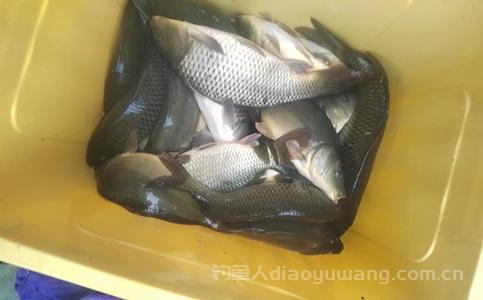 钓鱼竿19调和28调哪个好?从2个方面详细解析! 钓鱼竿19调和28调哪个好?从2个方面详细解析!