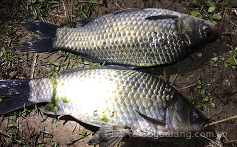 钓鲫鱼用什么鱼饵最好？排名第一的鲫鱼饵料是什么?