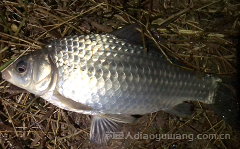 冬天如何钓鲫鱼的方法?冬天钓鲫鱼怎么搭配饵料?