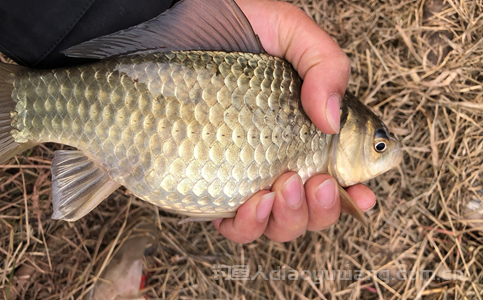 钓鲫鱼最简单自制饵料有哪些？野钓鲫鱼自制饵料配方