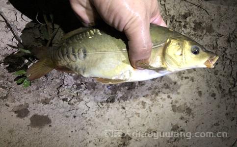 新手买什么钓鱼竿合适?什么鱼竿最好排名第一? 新手买什么钓鱼竿合适?什么鱼竿最好排名第一?