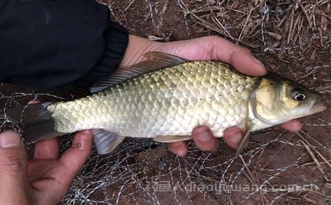 冬季钓鱼饵料的最佳搭配方法有哪些？