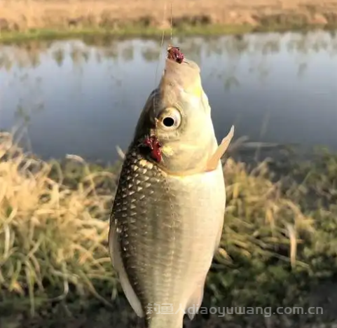 冬天钓鲫鱼用什么小药？天冷钓鲫鱼最佳方法