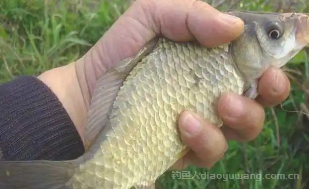 冬季钓鲫鱼怎么好钓？冬季钓鱼饵料怎么开饵最好？