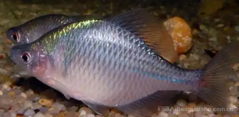 鳑鲏鱼怎么繁殖?  鳑鲏鱼那些事儿：繁殖与寿命大揭秘
