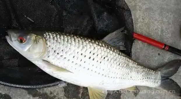 红眼鱼垂钓全攻略：饵料与钓法大揭秘