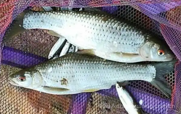 解锁红眼鱼的最佳吃法，让味蕾狂欢