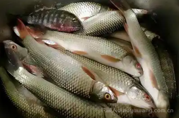 红眼鱼到底能不能吃？看完这篇就懂了