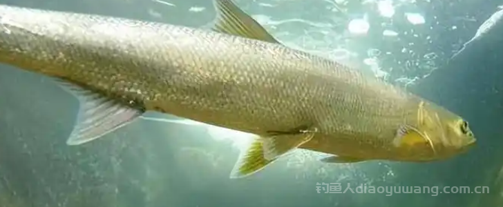 鳡鱼美味密码：好不好吃与烹饪秘籍大公开