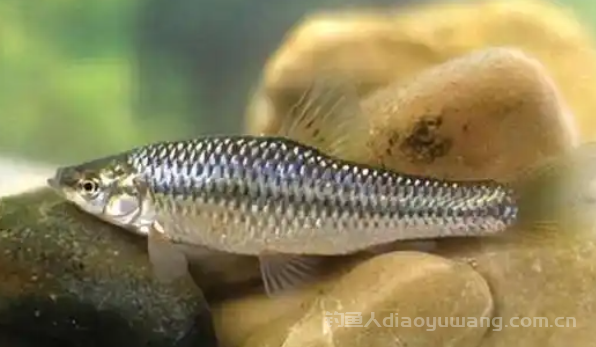探秘麦穗鱼：食性、生长与常见问题解析