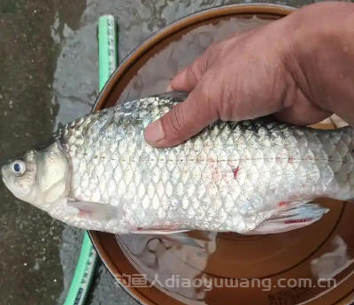 土鲫鱼多少鳞?土鲫鱼怎么区别?