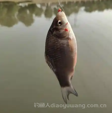 钓鲫鱼用什么饵料最好？钓鲫鱼绝密配方是什么？