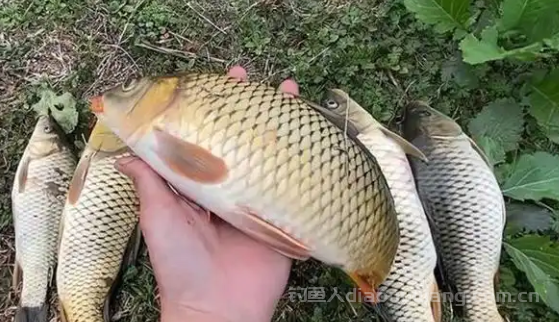 钓鲤鱼用什么钩型最好?钓鲤鱼用几号钩?