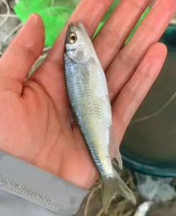 桃花鱼多少钱一斤？桃花鱼怎么做好吃？