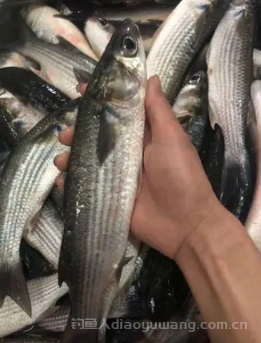 乌头鱼多少钱一斤?乌头鱼怎么做好吃?