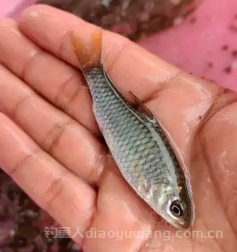 青竹鱼是什么鱼?青竹鱼吃什么食物?