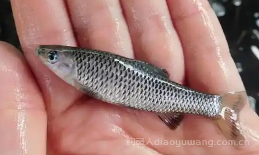 麦穗鱼吃什么?麦穗鱼能长多大?
