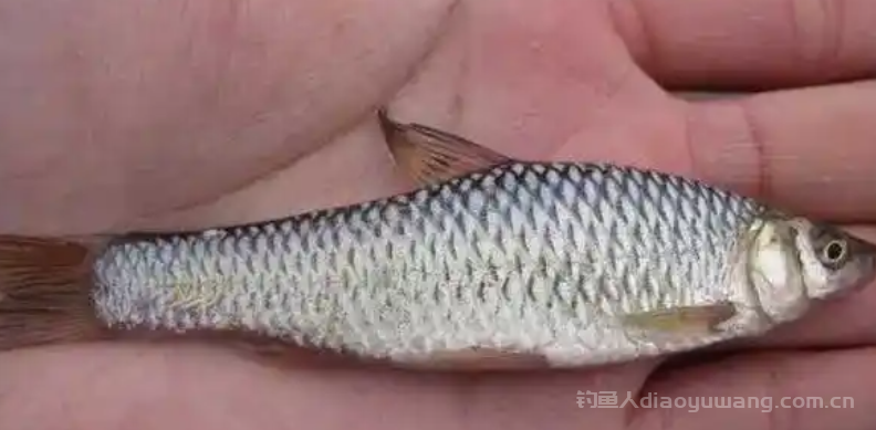 麦穗鱼为何不建议养?麦穗鱼为何要尽量少吃? 麦穗鱼为何不建议养?麦穗鱼为何要尽量少吃?
