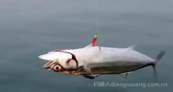 锚鱼是什么意思?锚鱼算不算违法?