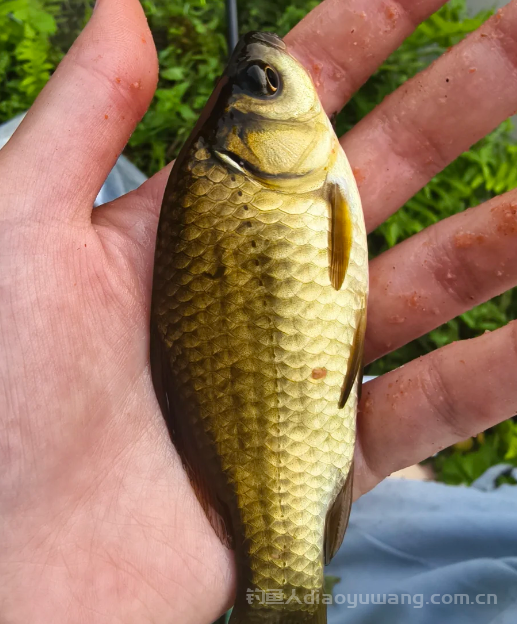 天热千里香不香了?不妨试试这4款重口味添加剂让鱼开口 天热千里香不香了?不妨试试这4款重口味添加剂让鱼开口
