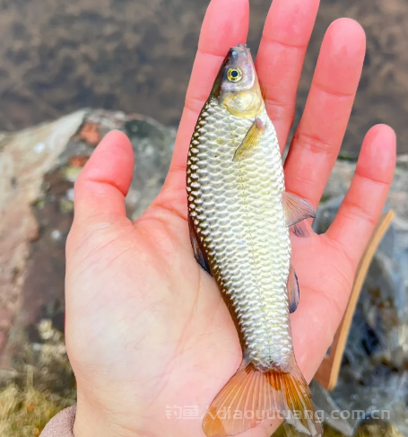小鱼闹窝别慌!4个方法教您一定程度上避免小杂鱼闹窝! 小鱼闹窝别慌!4个方法教您一定程度上避免小杂鱼闹窝!