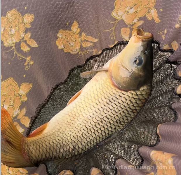 钓鲤鱼总是不上钩？这3点你一定要知道！