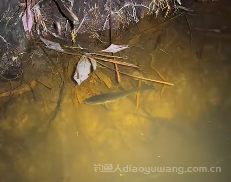 春季钓鱼难的4大难题汇总！该如何破局呢？建议尝试夜钓！vx