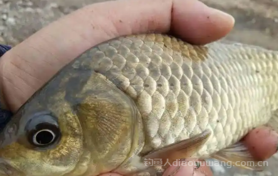 钓鲫鱼用几号主线和子线？ 