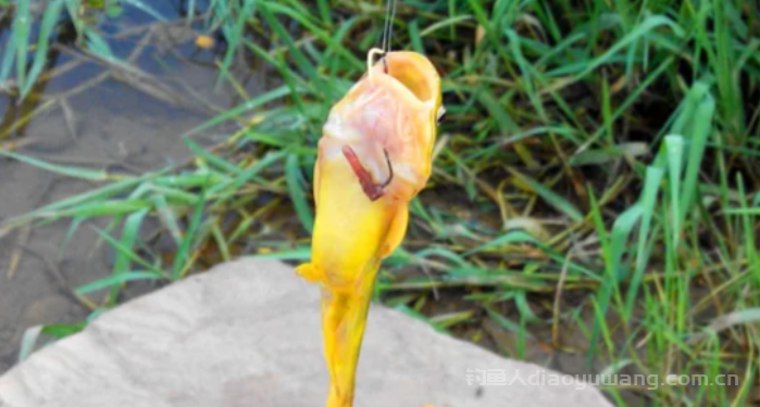 钓黄辣丁用什么饵料最好？