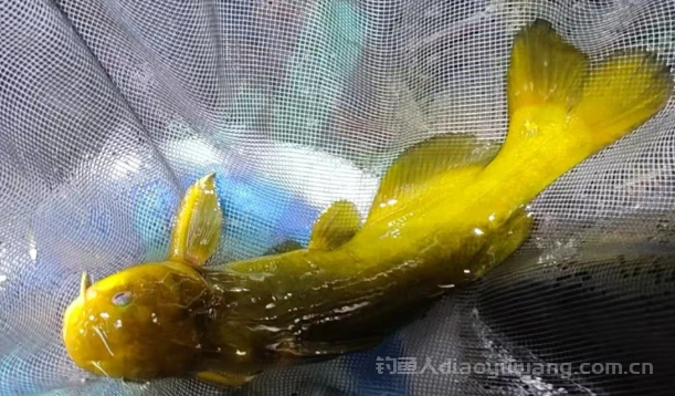 钓黄辣丁季节和时间段讲解  