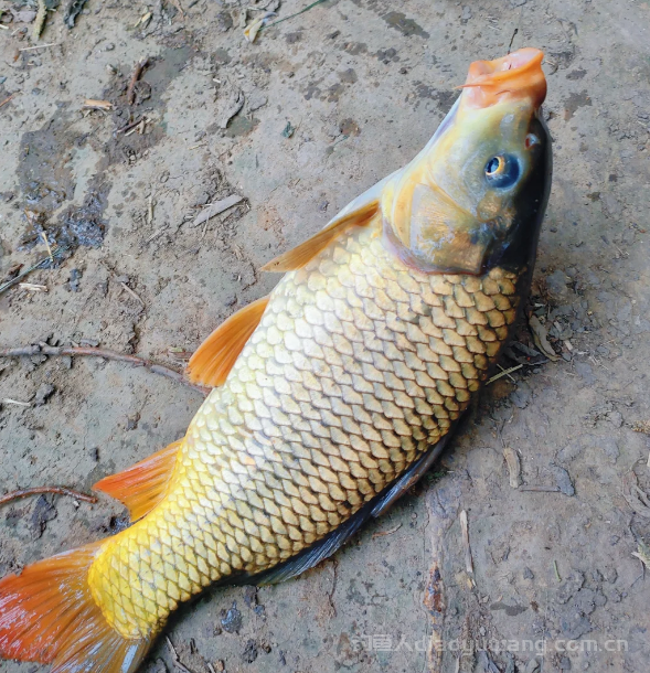 夏季野钓鲤鱼必看！东北角藏鱼秘籍大公开！