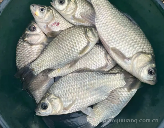 鲫鱼调漂最佳效果是什么？3 分钟搞定鲫鱼调漂！