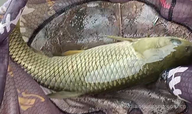 钓草鱼技巧大公开！这些细节你绝对不能错过！