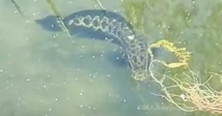 钓黑鱼什么时间最好？雷强打黑最佳时段大揭秘  
