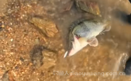 钓鳜鱼用什么硬度的路亚竿? 2 钓鳜鱼用什么硬度的路亚竿? 2