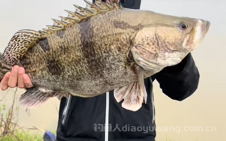 钓鳜鱼季节和最佳时间什么时候?路亚钓鳜鱼的2个黄金时间 2  