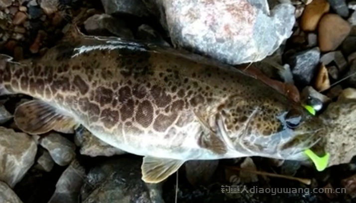 钓鳜鱼的最佳时间白天还是晚上?  