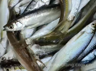钓白条鱼的技巧有哪些？白条虽讨厌但钓好白条也需要技术  