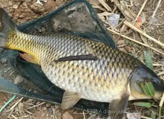 野钓鲤鱼饵料不重要，调钓也不重要！只有这个因素才是最重要的！ 